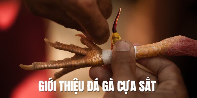 Đá Gà Cựa Sắt - Quy Định Trong Cách Chơi Tại One88