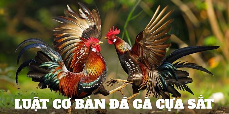 Kinh nghiệm cược đá gà cựa sắt hiệu quả, chắc thắng
