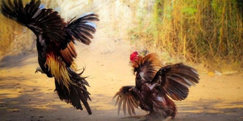 Đá Gà Thomo - Hướng Dẫn Luật Chơi Chi Tiết Tại One88
