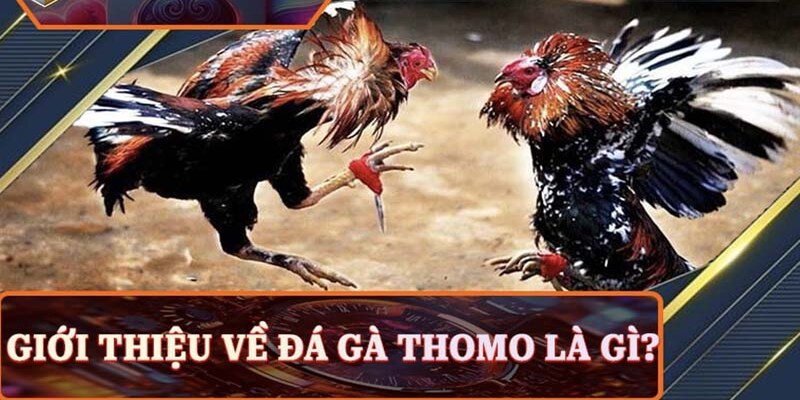 Vài nét về đá gà Thomo siêu thú vị