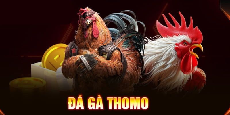 Vì sao đá gà Thomo được yêu thích?