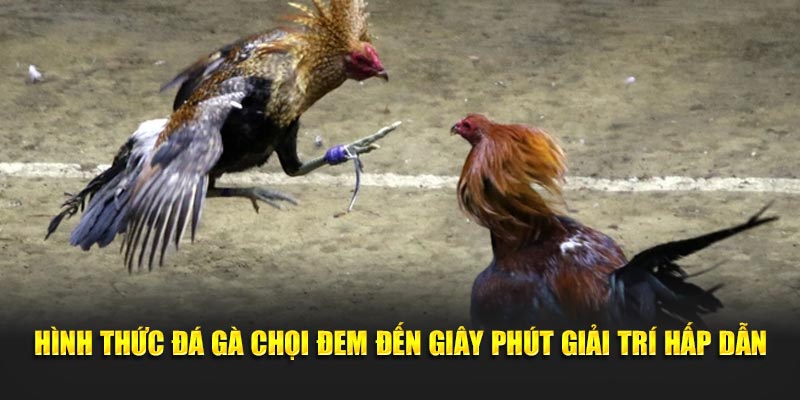 Giới thiệu đá gà cựa sắt