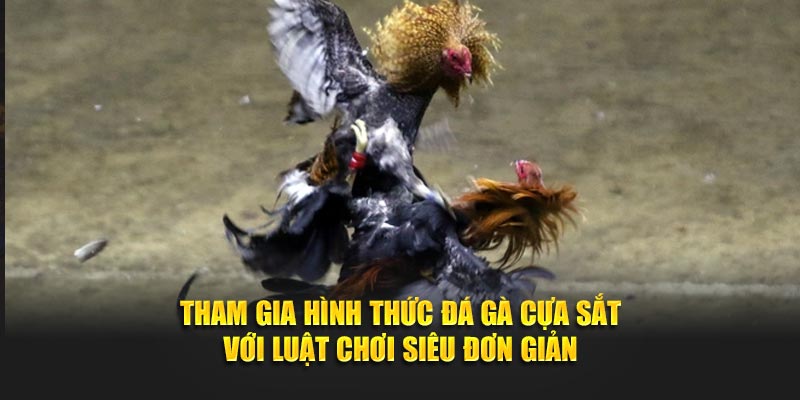 Quy định đá gà cựa sắt One88