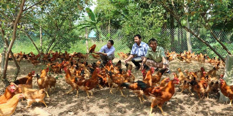 Nuôi gà thả vườn có bãi chăn