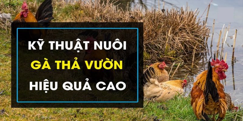 Đảm bảo chế độ dinh dưỡng hợp lý khi nuôi gà thả vườn