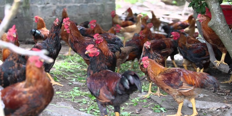 Hướng dẫn cách nuôi gà thả vườn với thiết kế chuẩn